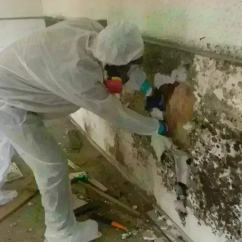 Mold Remediation and Removal in Kane, PA